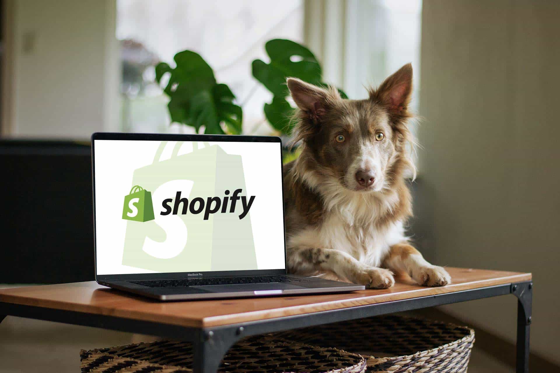 Shopify Τιμές: Ποιο πακέτο Shopify είναι